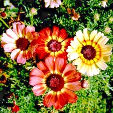 300 PAINTED DAISY SEEDS | SALE FREE SHIPPING NON GMO HEIRLOOM