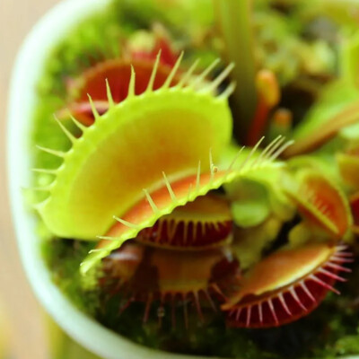 1 Packung Mit 100 Venusfliegenfallensamen Dionaea Muscipula   