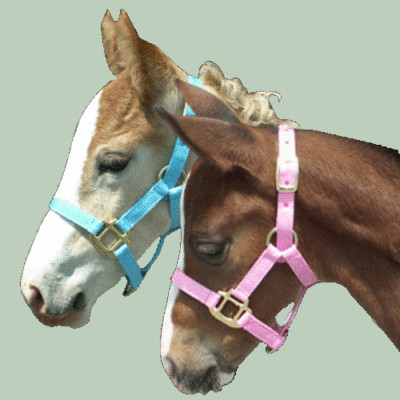 Foal Halter Newborn Suckling Colt or Filly Choice of Light Pink