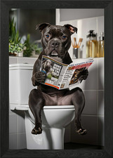 Staffy Dog Reading Newspaper on Toi Framed Wall Art Poster Canvas Print Picture