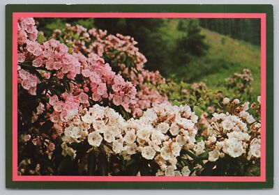 Flowers~Beautiful Gardens In Full Bloom On Southern Laurel Mountain~Vintage PC