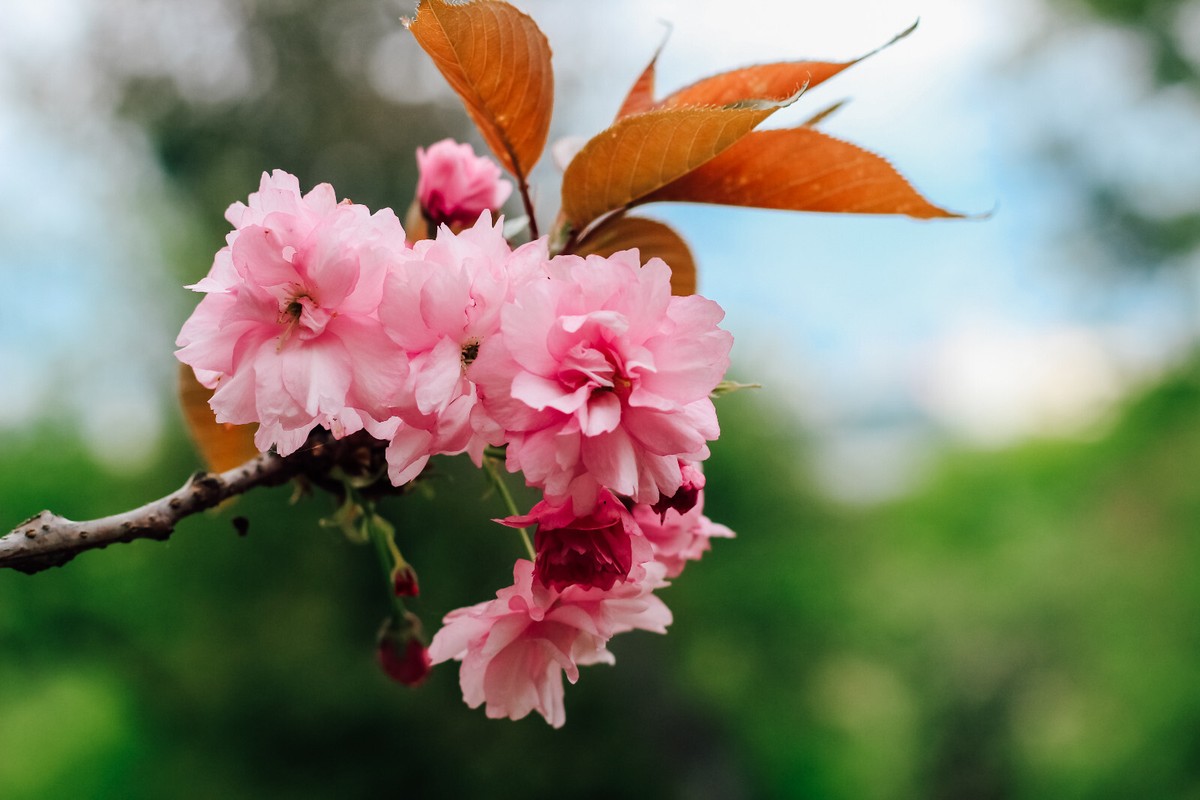 Japanese Kwanzan Cherry Blossom starter plant, 8-10 inches tall