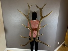 Two 6pt  Elk Antlers Sheds WILD IDAHO Horns Rustic Decor Set Pair