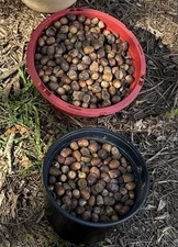 2025 20lbs Georgia White Oak Acorns Deer/Hog/Squirrel Feed
