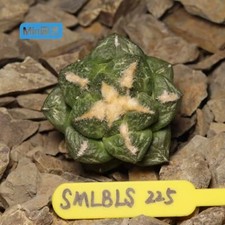 Pianta rara 5,9 cm succulenta viva Ariocarpus fis var lloydii WYSIWYG autoradicata