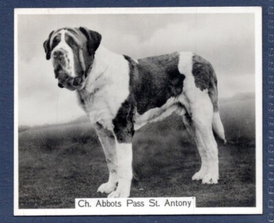 ST BERNARD - Original CHAMPION DOGS 1930er Jahre Foto Zigarettenkarte