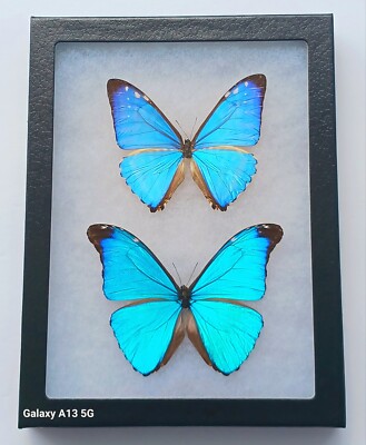 BLUE MORPHOS MORPHO ABSOLONI & MORPHO ZEPHYRITIS MOUNTED RIKER