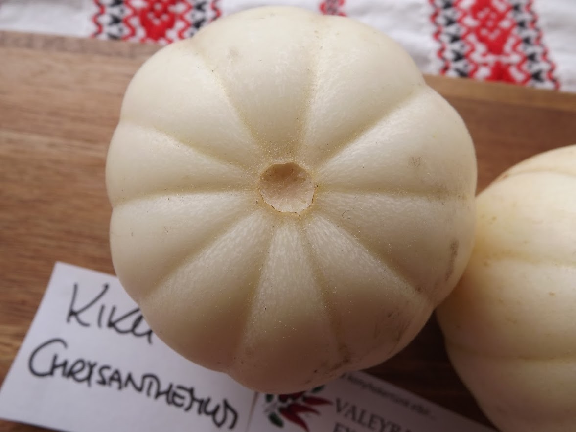 Kiku Chrysanthemum Honigmelone aus Japan - 5+ Samen - Saatgut - Seeds Cm 015