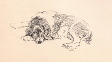 Welsh Springer Spaniel - CUSTOM MATTED - Vintage Dog Art Print - 1937 L. Dawson