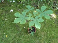 Horse Chestnut Tree, 2 Year Old.