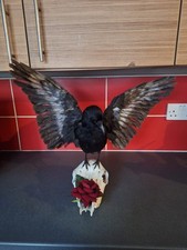 Taxidermy Carrion Crow White Feather Disease Corvus Corone Not Endangered