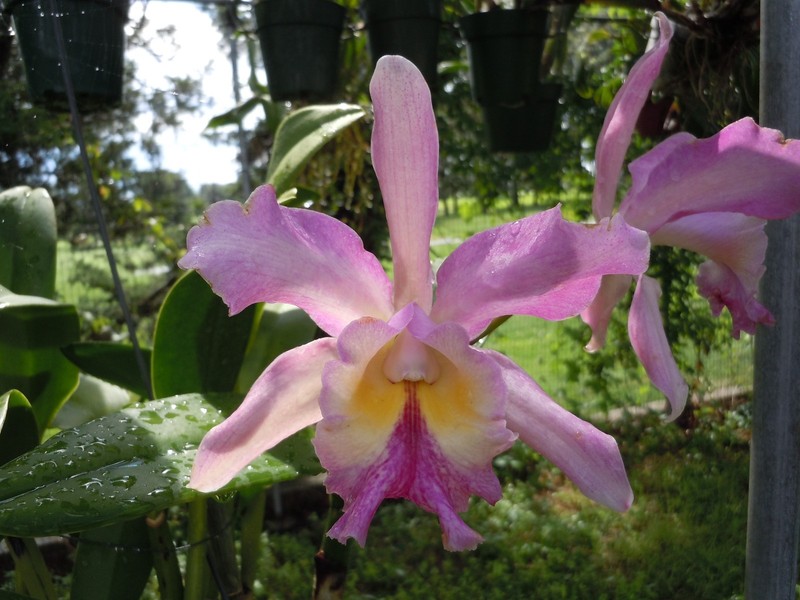 Blc. Grezaffi's M'Dear `WIndy Nights' Original Cattleya Orchid Plant