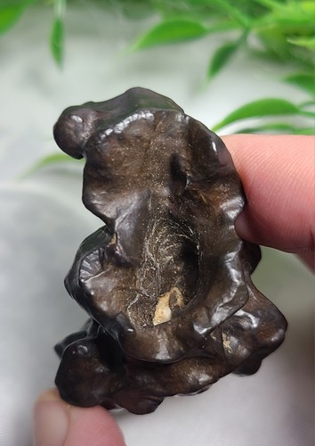 Large 2" 66g Prophecy Stone Z "Venus Pitcher Plant" Egyptian 3rd Eye Meditation - Picture 2 of 23