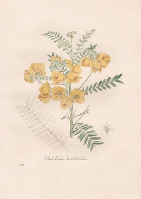 Cassia Australis Australia Lithographie Botanik Van Geel Sertum Botanicum 1829