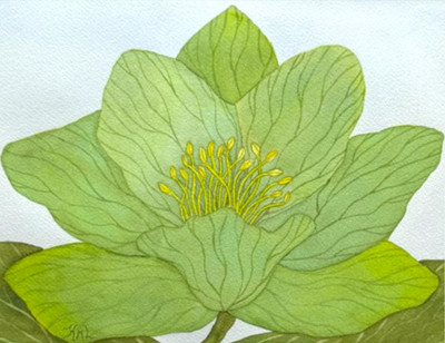 PAINTING WATERCOLOR FLOWER HELLEBORE GREEN BLUE 11X14 AND MAT 16X20 ART ORIGINAL