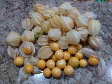 Aunt Molly's Ground Cherry (physalis pruinosa) Pineapple Berry