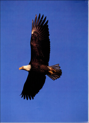 1998 Vintage Print Bald Eagle Flying Flight Sky  Bird Birds