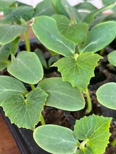 3x MARKETMORE Cucumber plug plants! x3! READY NOW!