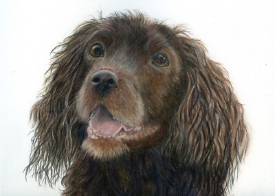 Cocker Spaniel Welpe, Original Buntstiftzeichnung, rahmenfertig montiert