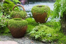 50 IRISH MOSS Groundcover Heath Pearlwort Sagina Subulata White Flower Seeds