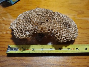 Natural abandoned Wasp Nest Oklahoma