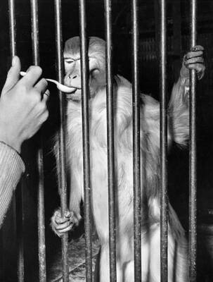 A full bearded monkey gets cough syrup as a cold prevention 1958 Old Photo