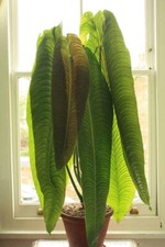 King Veitchii - Anthurium veitchii - Live Well Rooted STARTER Plant