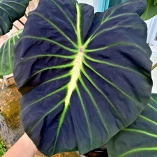 Colocasia Live Bulb Glowing Bones New Hybrid Free Phytosanitary Certificate