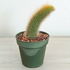 Cactus Plant - Monkey Tail - 4 inch + Long