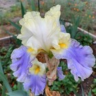 Tall Bearded Iris Rhizome "GILT EDGED BOND"  Gerald Richardson  2004 — photo 2