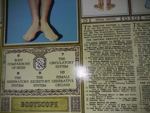 1940's Vintage Bodyscope by Ralph H. Segal Human Anatomy Medical Chart  ~ Good