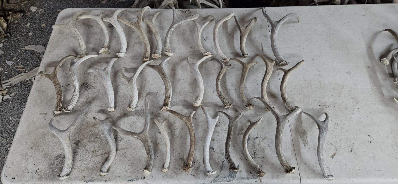 30 2 Point Deer Antlers Horns Elk Moose Rack | eBay