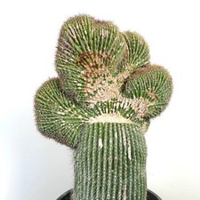 Carnegiea polylopha SAGUARO CRESTATO 66x38cm -  - Cardón | Cactus elefante