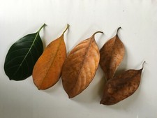 Dried Jackfruit Leaves Aquarium Shrimp Nature's Best Organic 50pcs Free Shipping