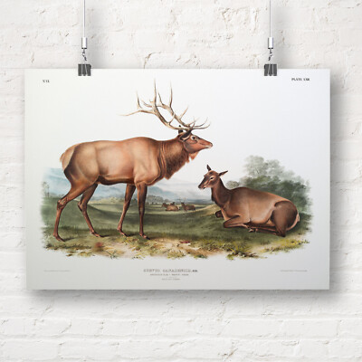 John Audubon: Amerikanischer Elch (Cervus canadensis). Fine Art Print/Poster