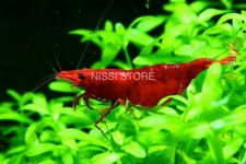 20 4 Fire Red Cherry - Freshwater Neocaridina Aquarium Shrimp. Live Guarantee