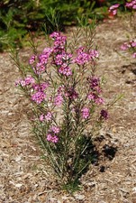 Chamelaucium uncinatum Geraldton waxflower 12cm Pot  Sheltered UK zone 9 gardens