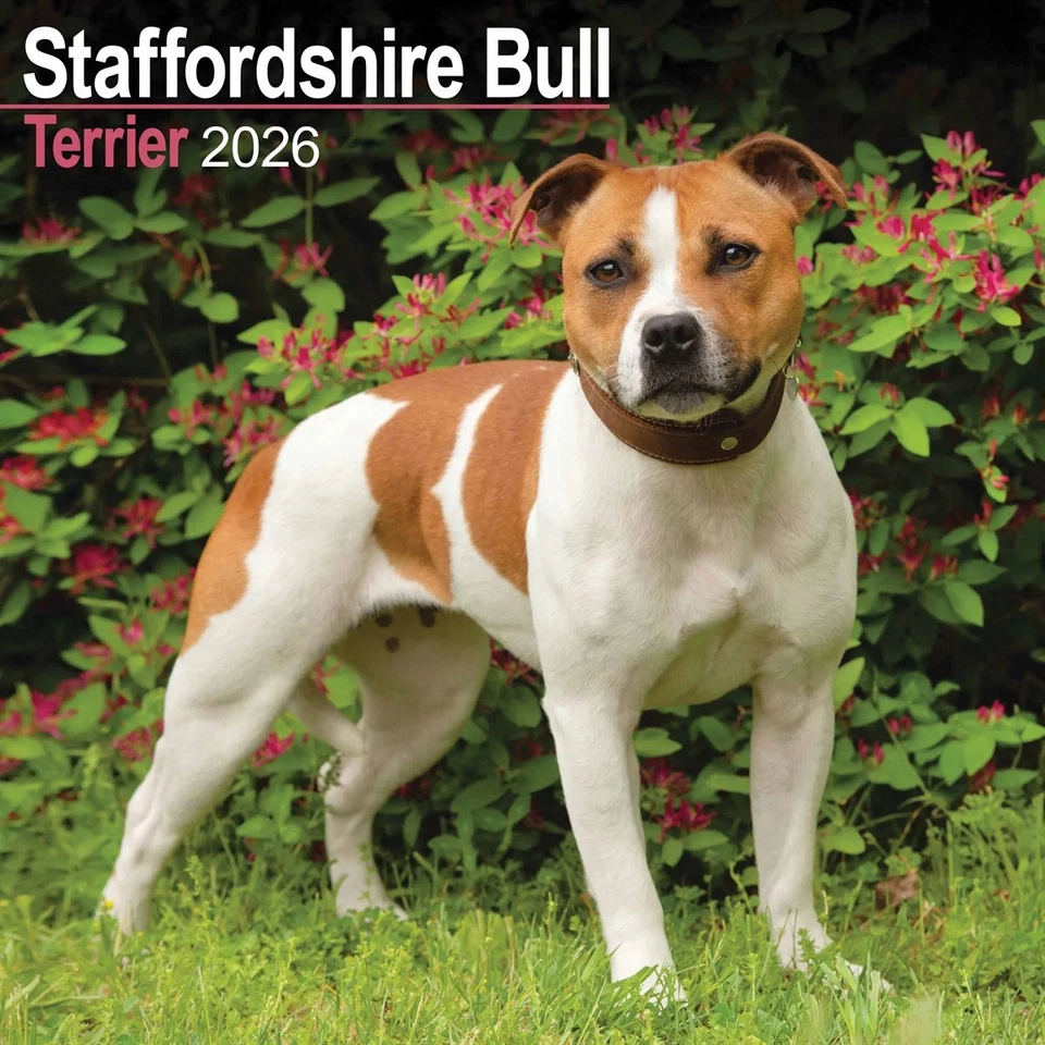 AVONSIDE PUBLISHING LTD Staffordshire Bull Terrier Calendar 2026 - Dogs - Month To View
