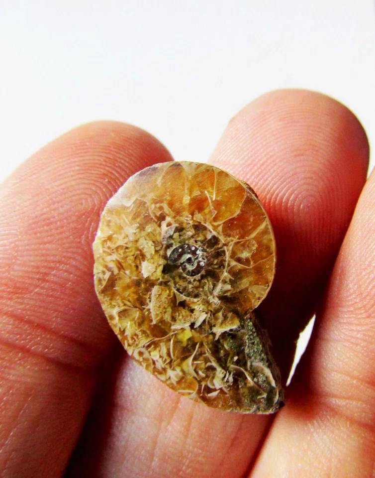 2 Amonite fossils polished - both sides of the same fossil 4 grs - Image 2 of 4