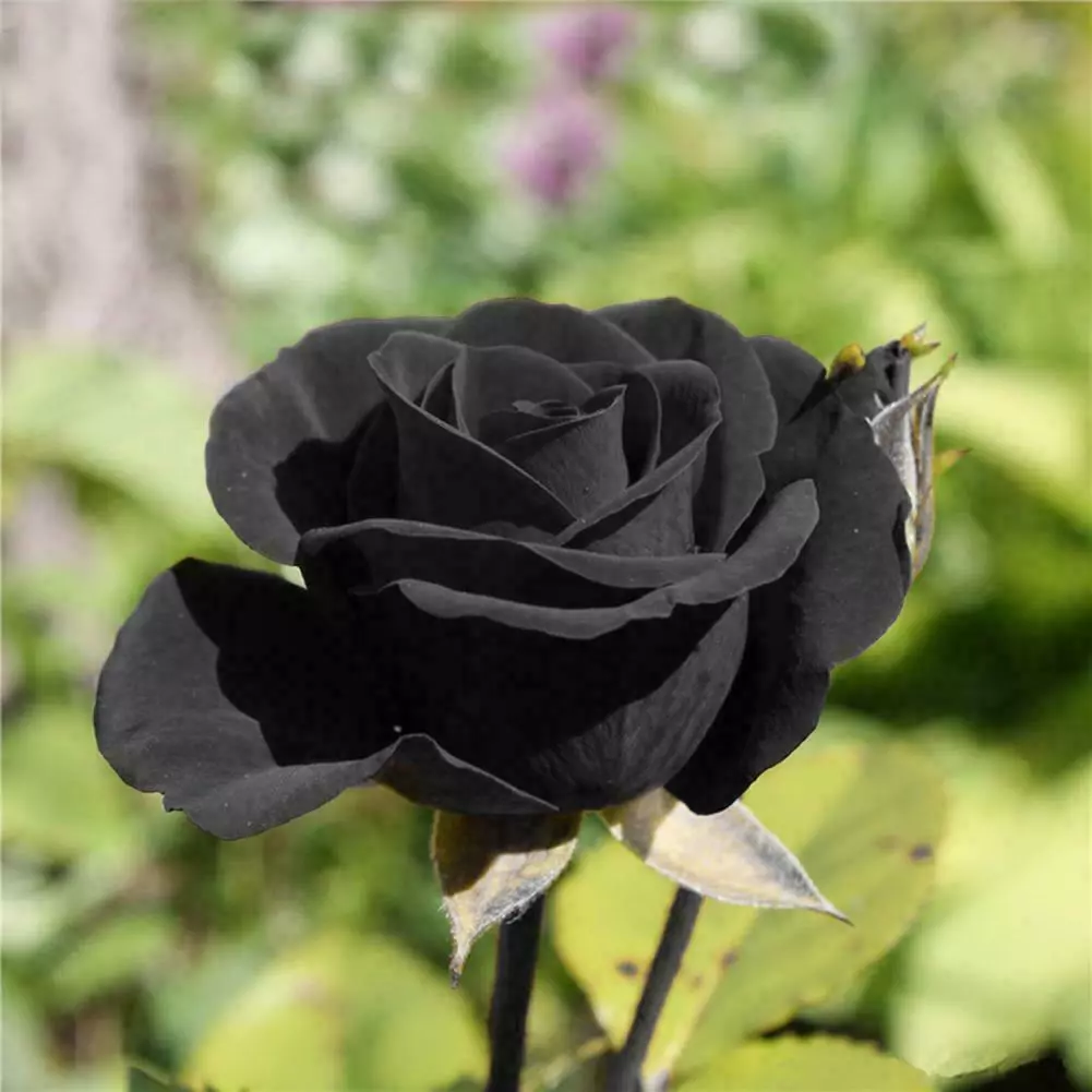 Semi di rosa Rosa nera semi di fiori Regno Unito VENDITORE