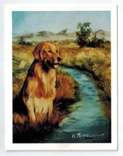 New Golden Retriever Sitting Notecard Set - 6 Blank Note Cards By Ruth Maystead