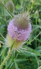 Fullers Teasel (Dipsacus Sativus), SEEDS