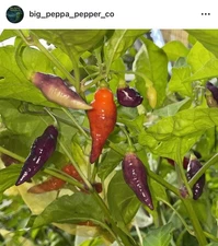 RARE [CONDORS BEAK] HOT PEPPER SEEDS FREE SHIPPING!