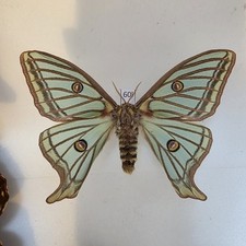 Graellsia Isabellae Spanish Moon Moth A1 SET SPECIMEN INSECT 