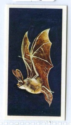 WONDERS OF WILDLIFE CARD No 16 1976 BROOKE BOND PG TIPS TEEKARTEN GENAUE SCANS