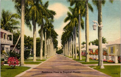 Postcard Palm Tree Lined Residential Street Tropical Florida B203