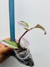 Tradescantia Nanouk, Colourful, well rooted healthy one plant