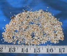 ~ Gem Shells ~ White/Ivory/Purple ~ *UNSORTED* ~ 1 Tbsp ~ Sailor's Valentines ~