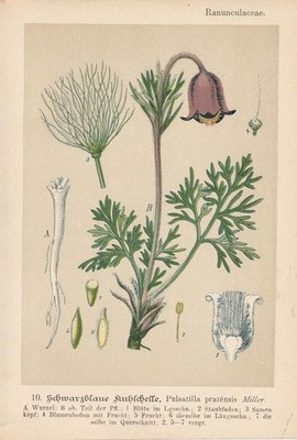 Wiesen-Kuhschelle (Pulsatilla pratensis) Chromo-Lithographie  1893 Heilpflanzen