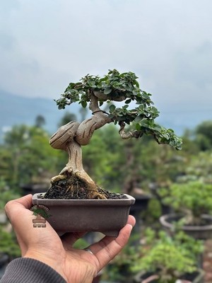 Premna Microphylla Living Tree Bonsai Tree | eBay